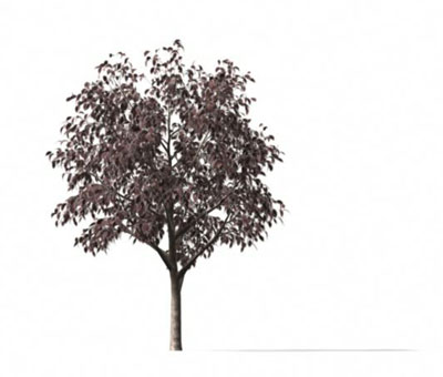 3dmax