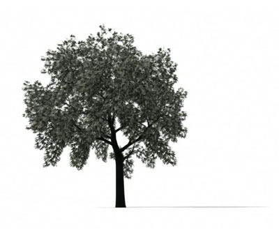 3dmax
