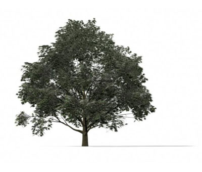 3dmax