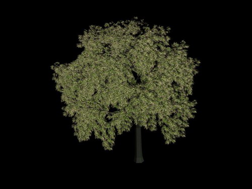 Descarga gratis 3D Modelos!