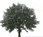 Plantas 010-rboles 7