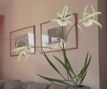 plantas / orqudeas -10