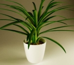 plantas -13