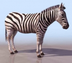 Zebra animales  4