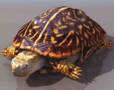 Tortugas animales  6