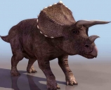Rhino animales  7