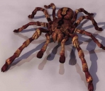 Spider animales  9