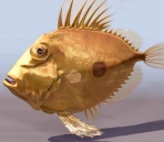 peces animales  12