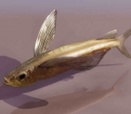 peces animales  14