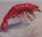 Camarones animales   16