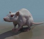ratones animales 19