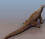 Chameleon animales  21