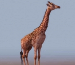 Jirafa animales  23
