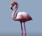 Swan animales  26