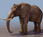 Animales elefantes  27