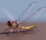 Liblulas animales  30