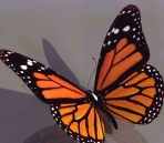 Mariposa animales  31