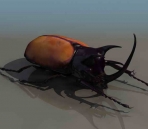 escarabajos animales  32