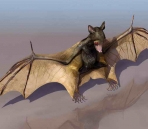 Murcilagos animales  35