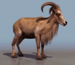 Animales caprinos 36