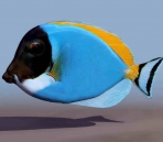 Peces tropicales animales  37