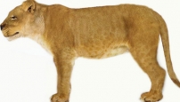 leones animales  41-3