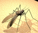 Mosquito animales  47