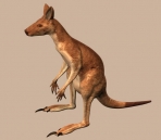 Canguro animales 52