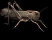 Langostas animales 51