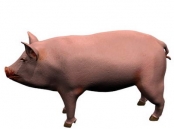 animales de los cerdos en 2007 57