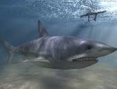 Tiburones - camalen - pinginos   !