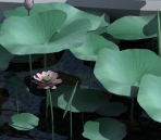 Hojas de loto, flores