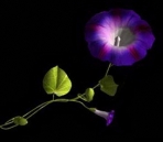 Morning Glory modelo (formato mximo, con el mapa)