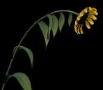 Girasol Modelo 2 (formato MB)