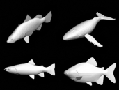 63 tipos de peces modelo en 3D (con mapa)