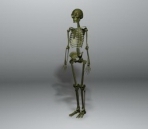 Modelo 3D del esqueleto humano